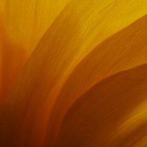 Photo Floral perfume