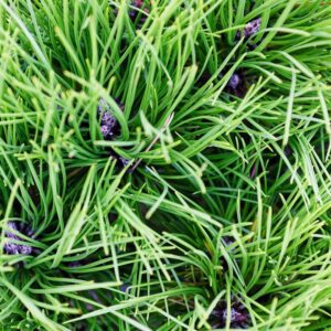 Photo Organic lavender