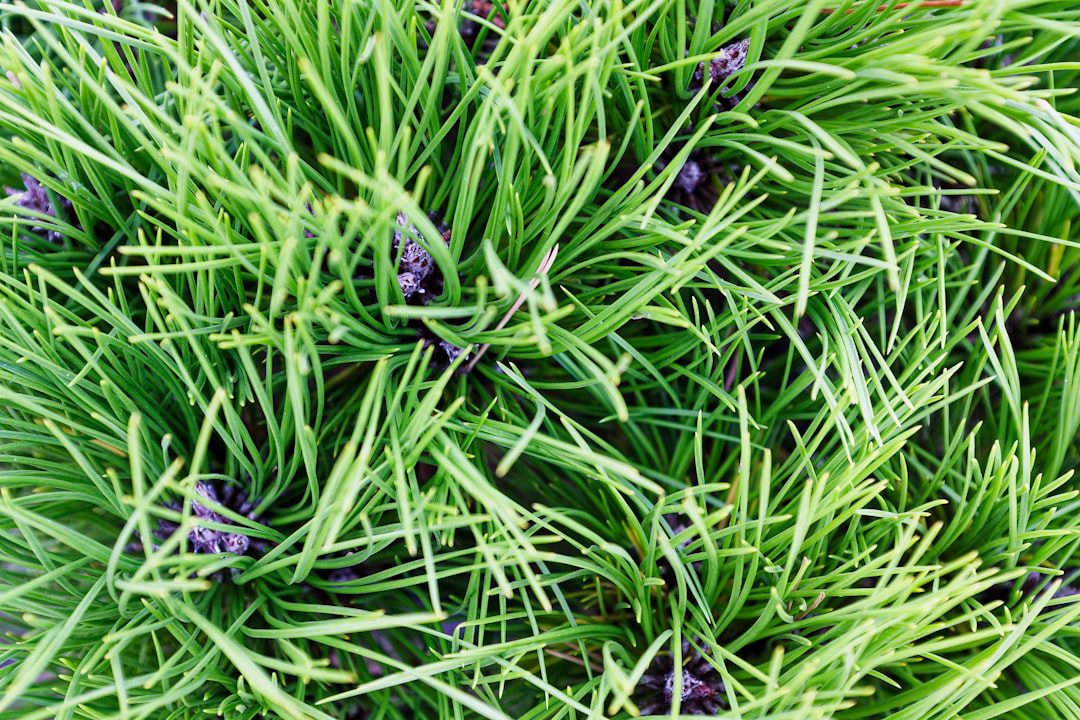 Photo Organic lavender