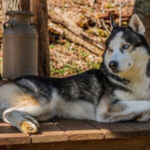 Photo Fair Trade stamp